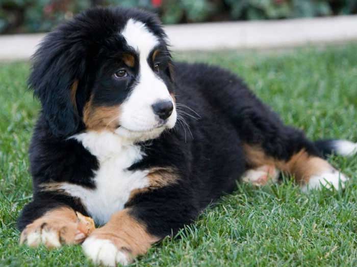 Puppy Programs