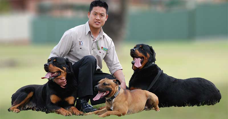 Sydney Dog Training