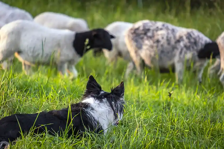 Border Collier Herding Sheep