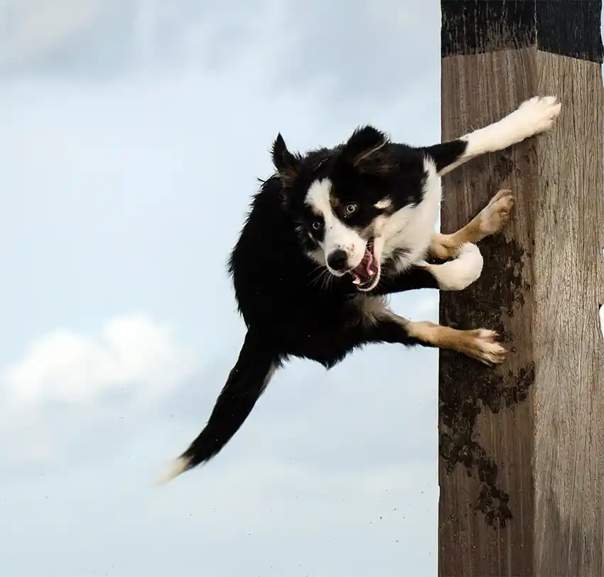 Border Collie