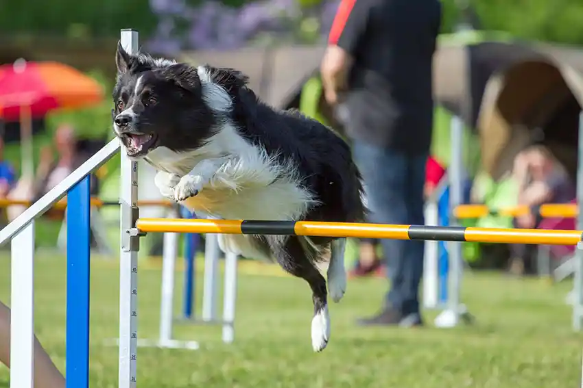 Dog Agility Training