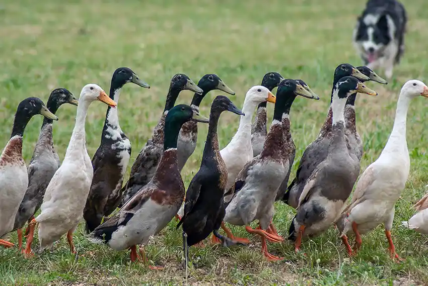 Dog Herding Geese