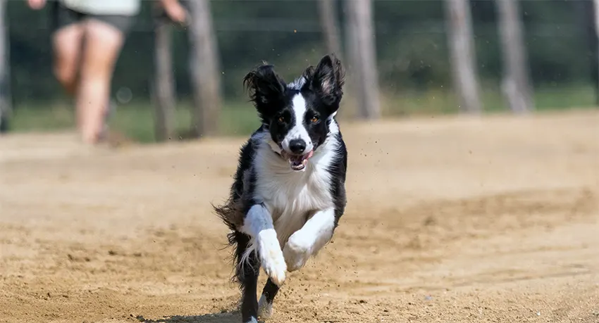 Border Collie Recall