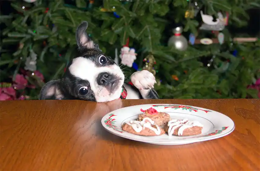 Boston Terrier Food