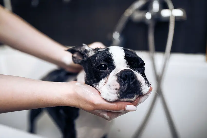 Boston Terrier Grooming