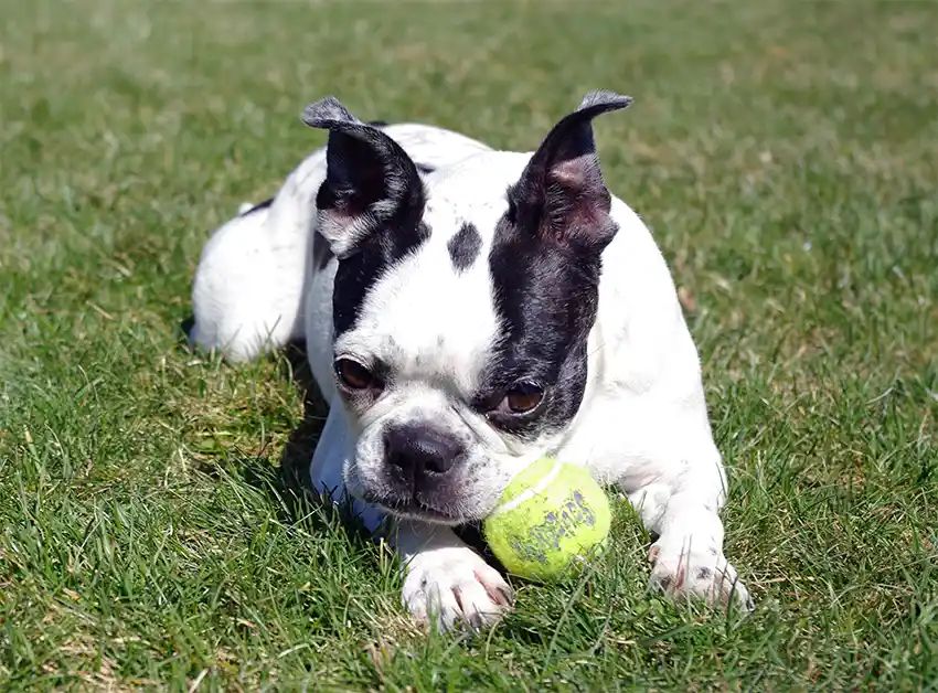 Boston Terrier Playing