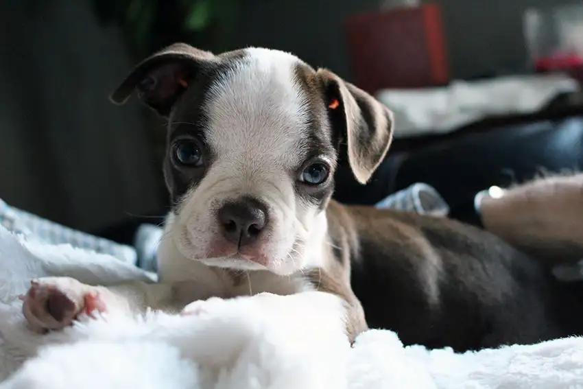 Boston Terrier Puppy