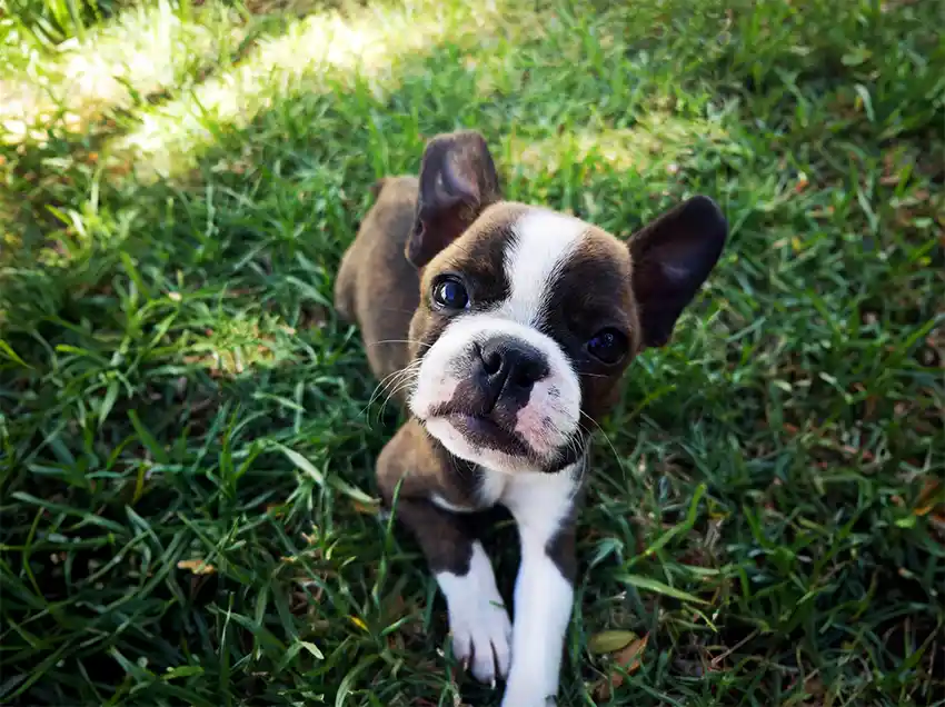 Boston Terrier Puppies