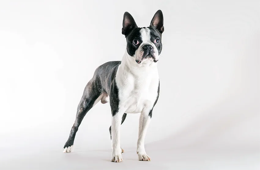 Boston Terrier