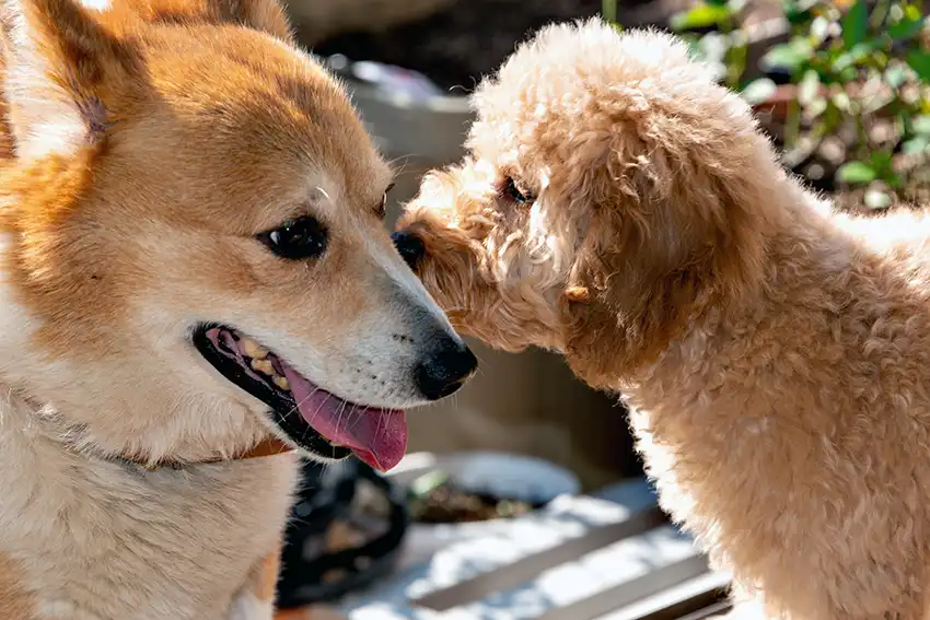 Corgi & Dog Parks