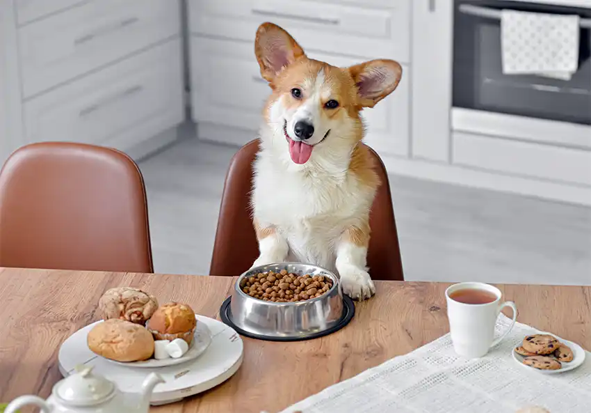 Corgi Food