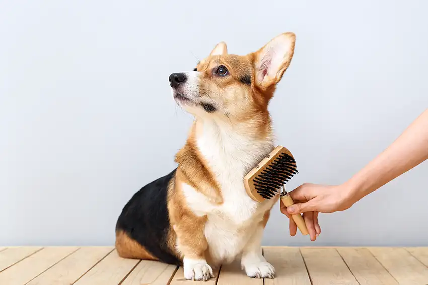 Corgi Grooming