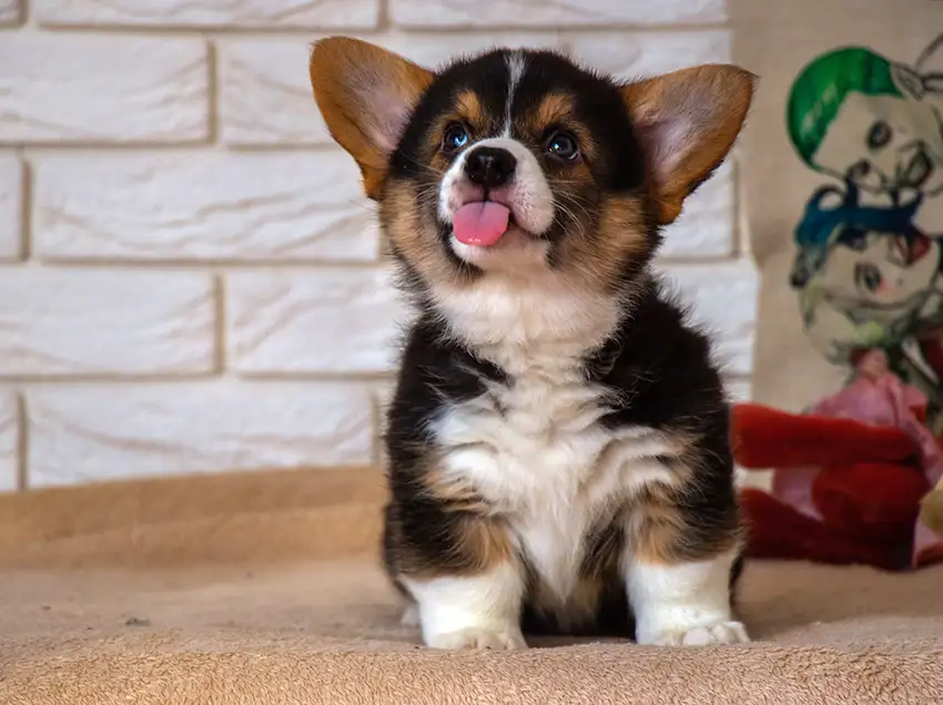 Corgi Puppy