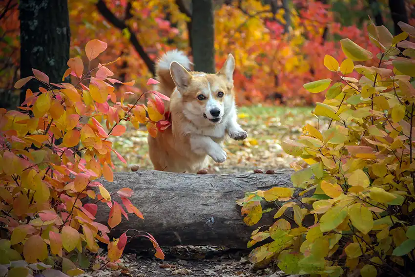 Corgi Running