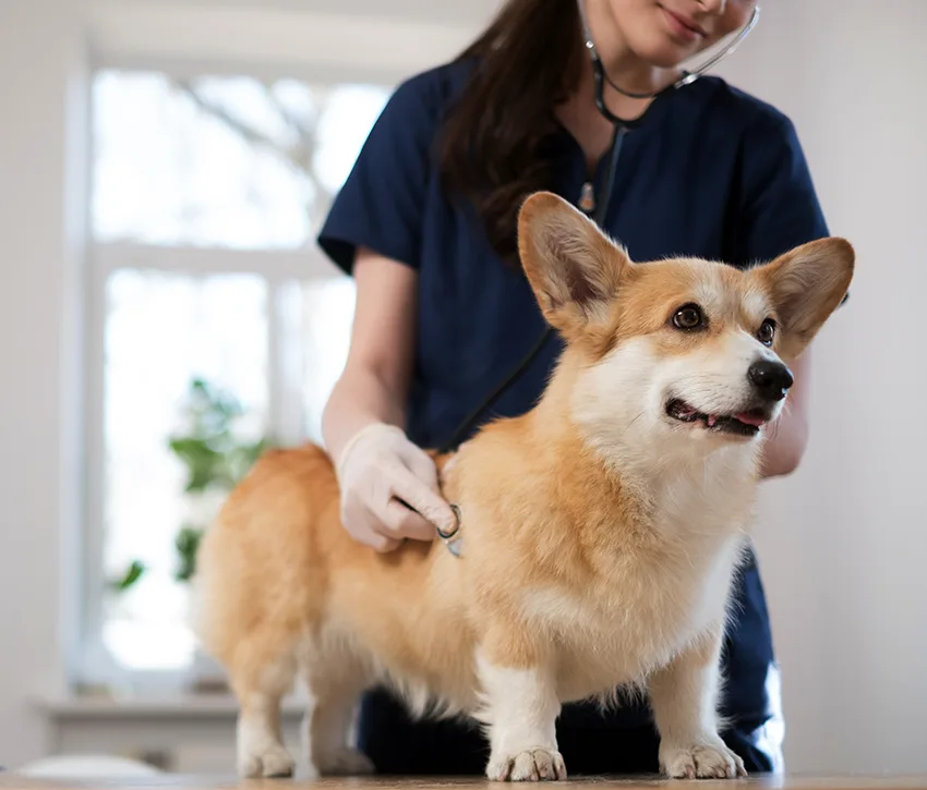 Corgi Veteranarian