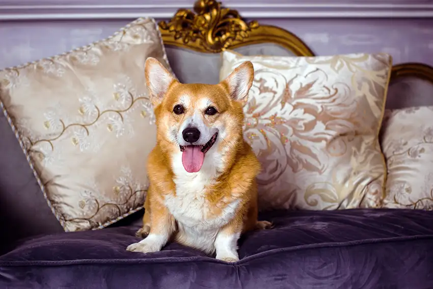 Royal Corgi