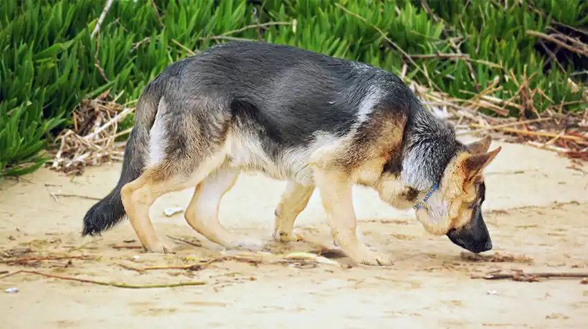 German Shepherd Scenting