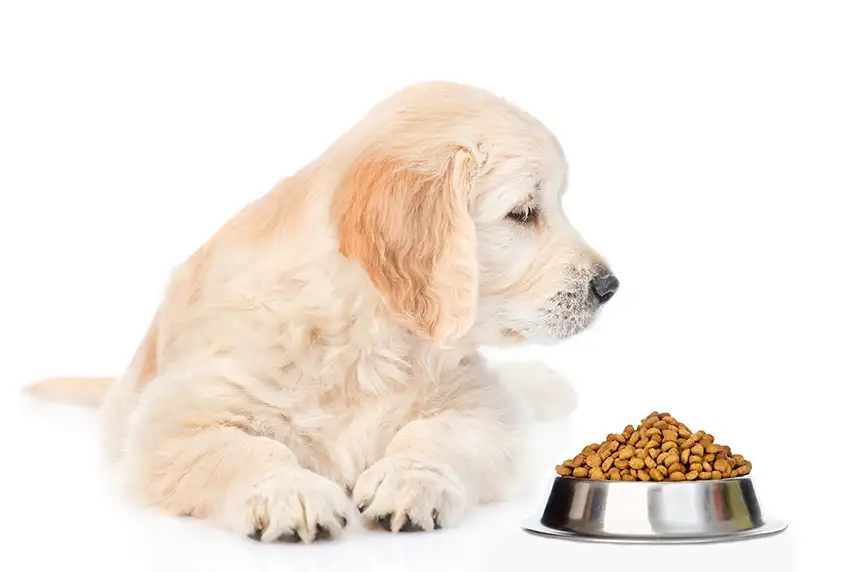 Golden Retriever Puppy Feeding