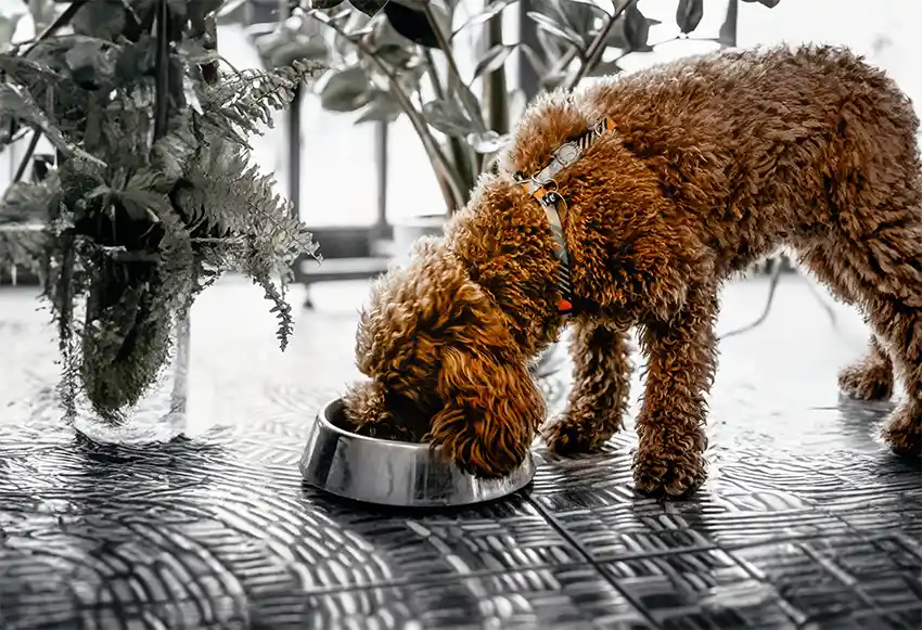 Labradoodle Feeding