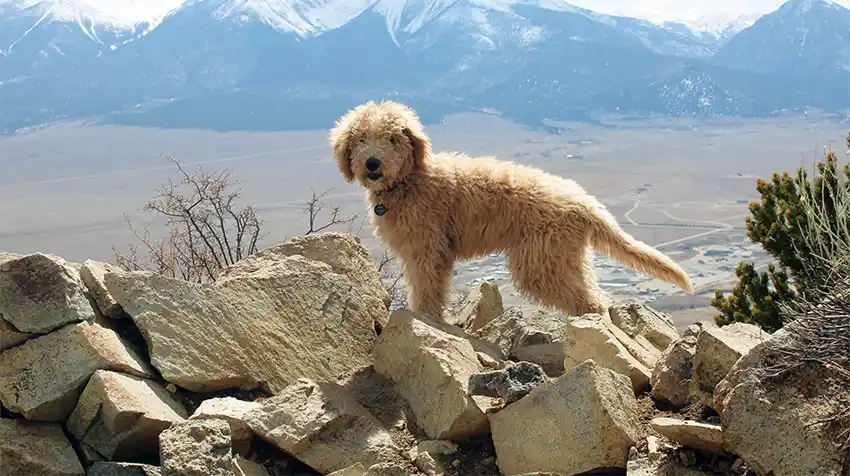 Active Labradoodle