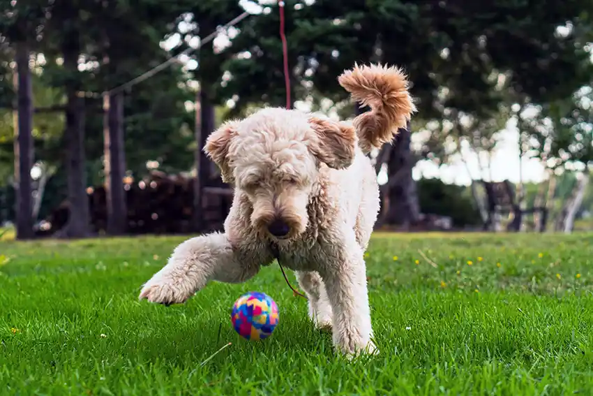 Labradoodle Playing