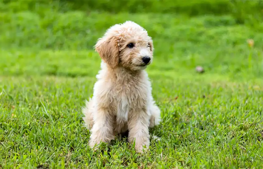 Labradoodle Puppy