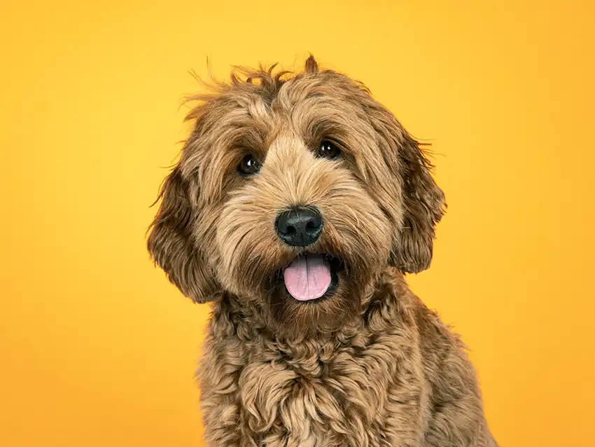 Labradoodle Dog Breed