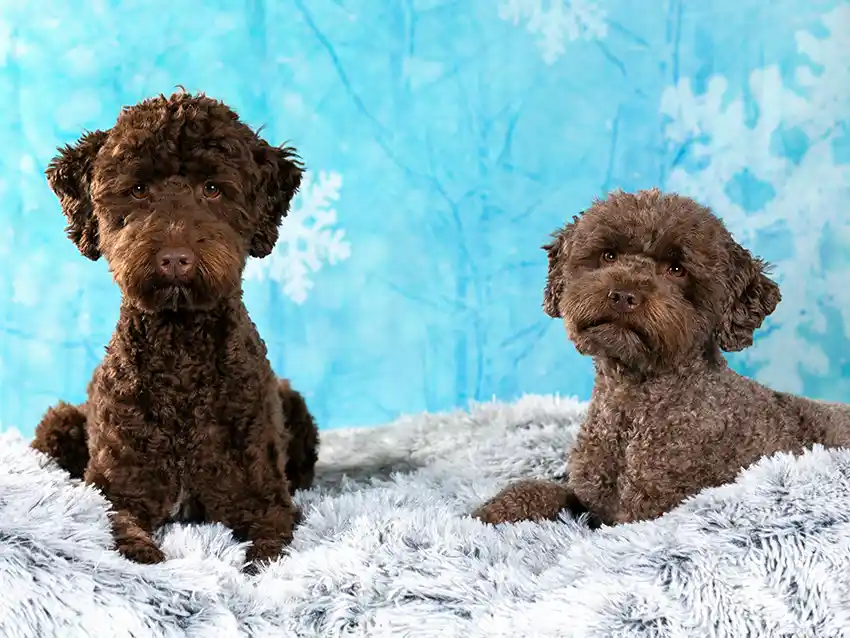 Labradoodle and Groodles