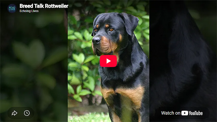 Rottweiler YouTube Video