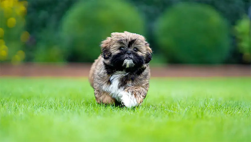 Shih Tzu Recall Dog Training