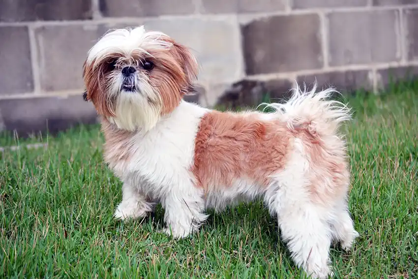 The Shih Tzu Dog Breed