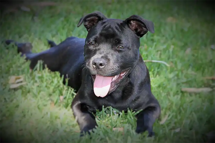 Staffy Puppy