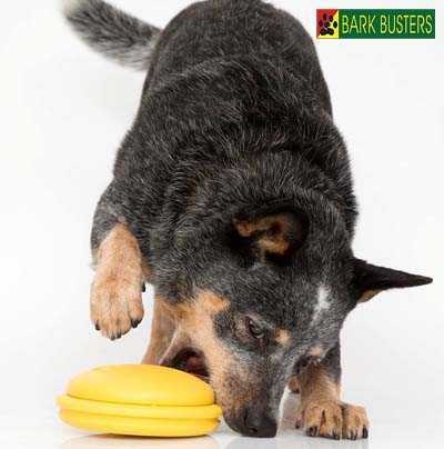 Indoor Boredom Busters for Your Dog - News