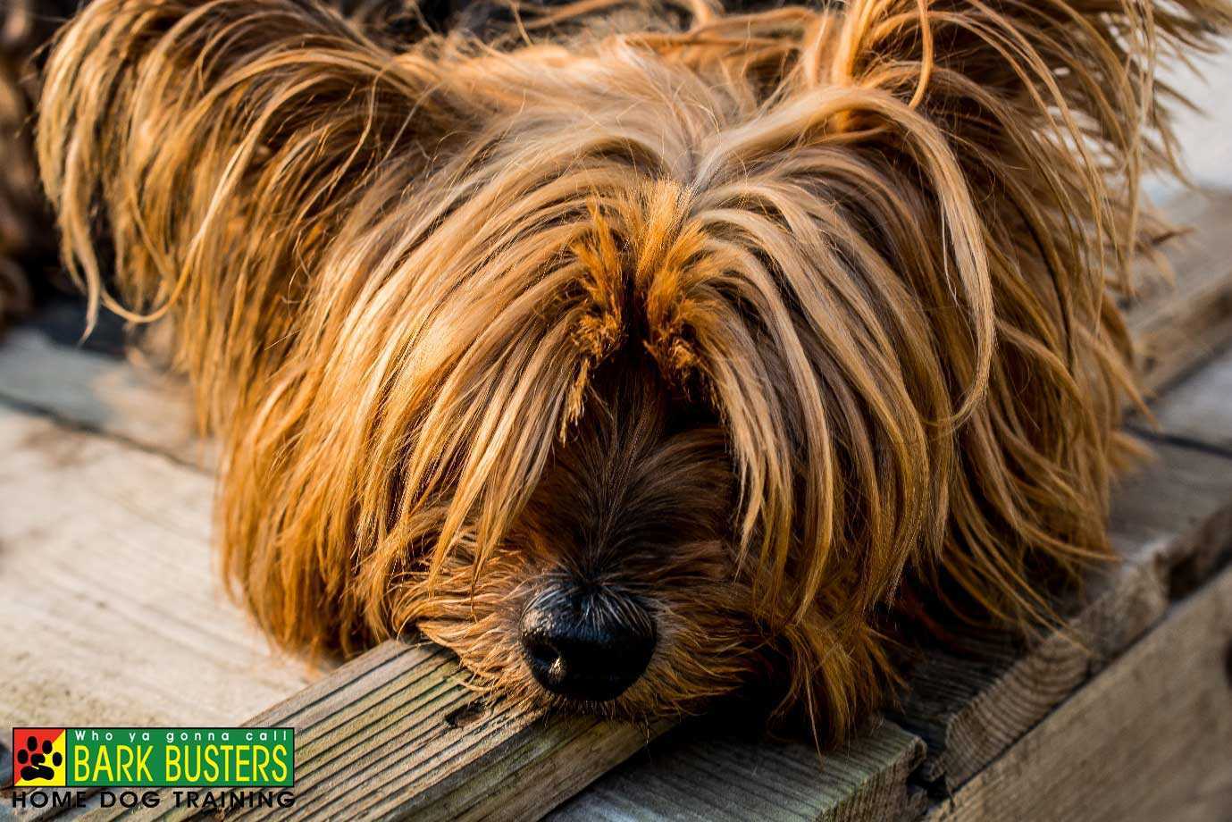 yorkshire-terrier