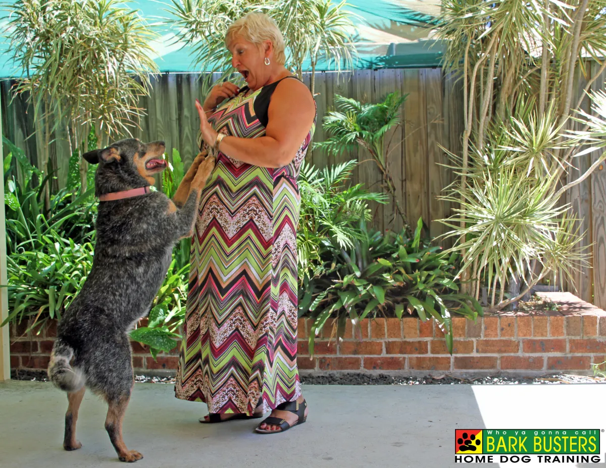 How to Stop Your Dog Jumping Up: A Simple Guide for Better Manners