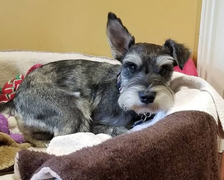 Back to School Guide: Helping Your Dog Adjust to the New Routine