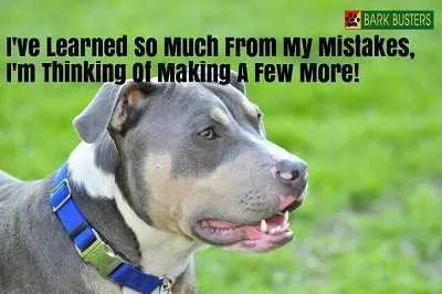 Does Your Dog Make Mistakes?