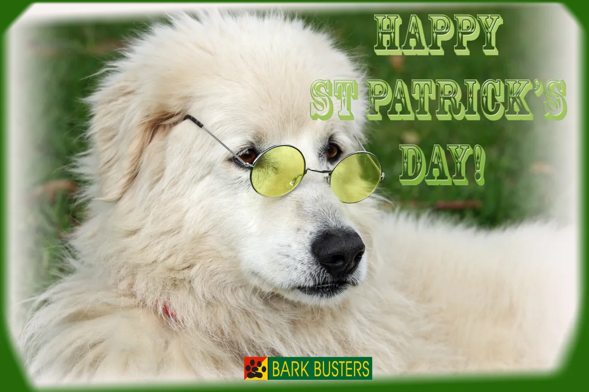 St Patrick's Pooches: Meet the Most Charming Irish Dog Breeds