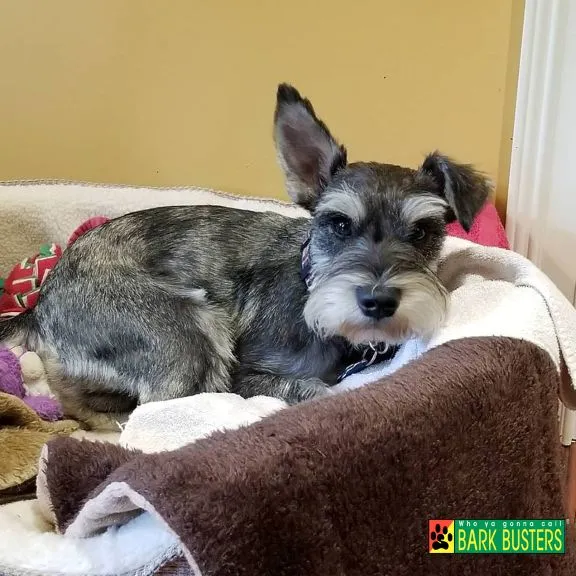 Back to School Guide: Helping Your Dog Adjust to the New Routine