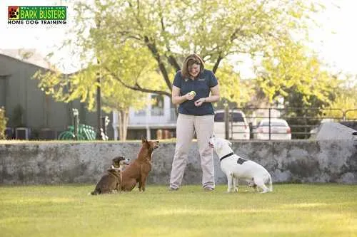 Will Dog Training Break Your Dog's Spirit?