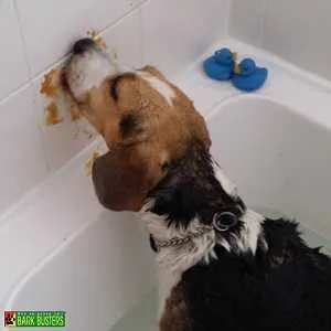 How Often Should You Bathe Your Dog?