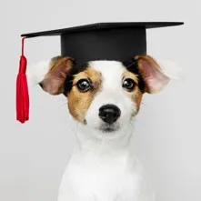 Dogs need education too!